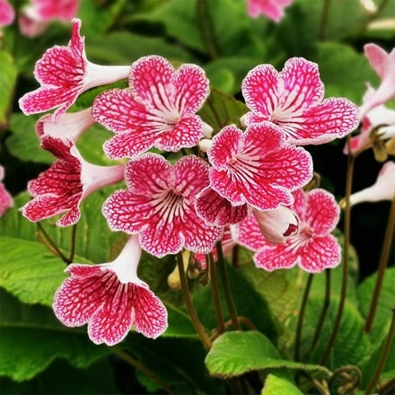Streptocarpus Polka-Dot Pink