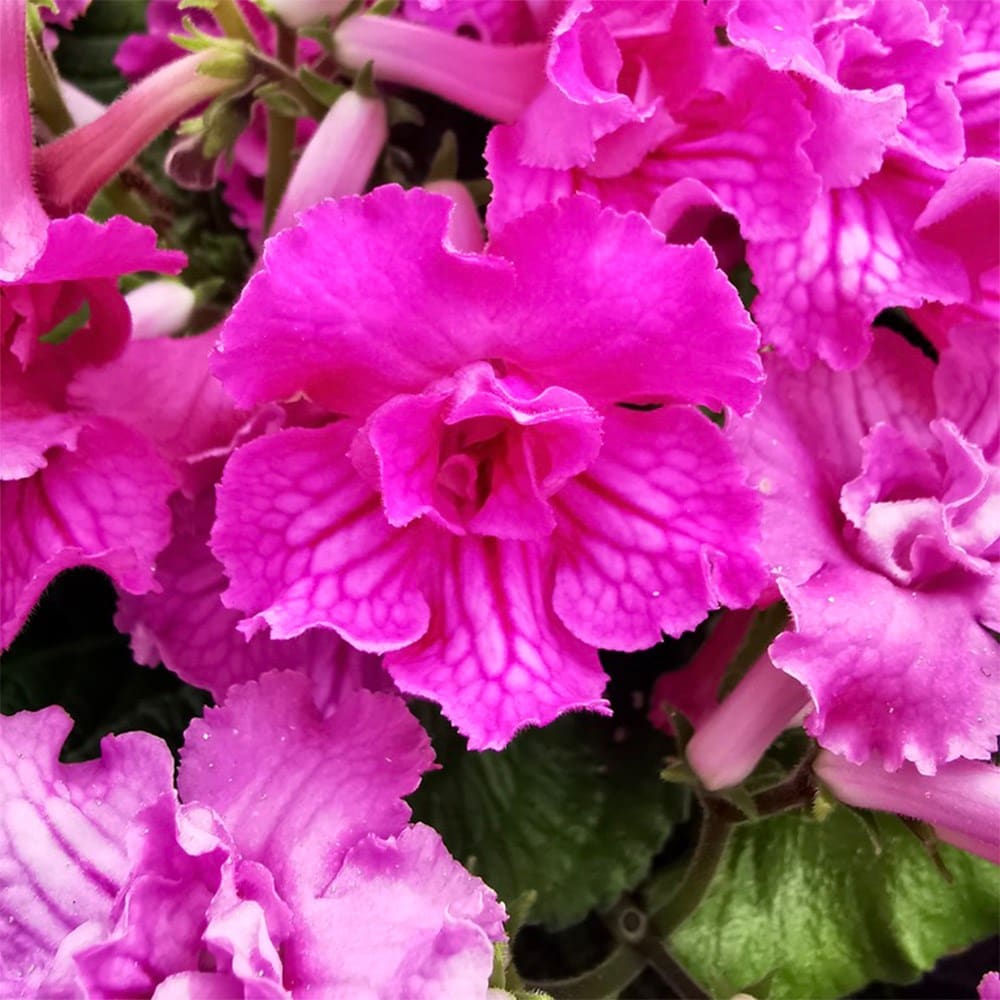 Product options image