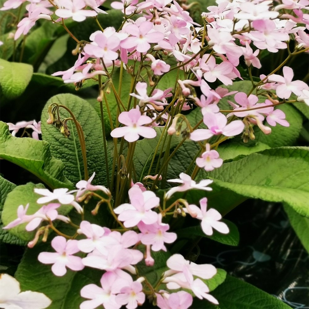 Product options image