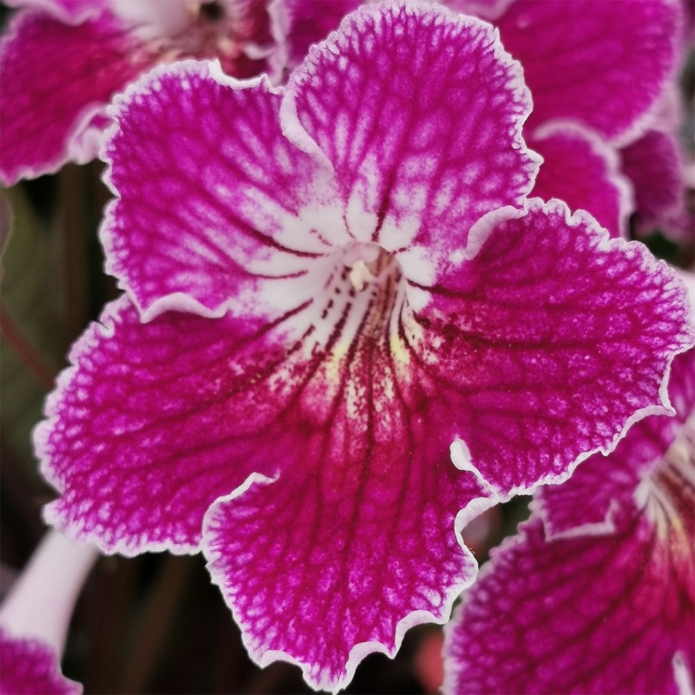 <i>Streptocarpus</i> 'Faith'