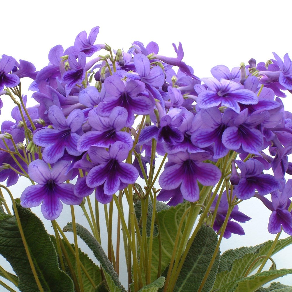 <i>Streptocarpus</i> 'Carys'
