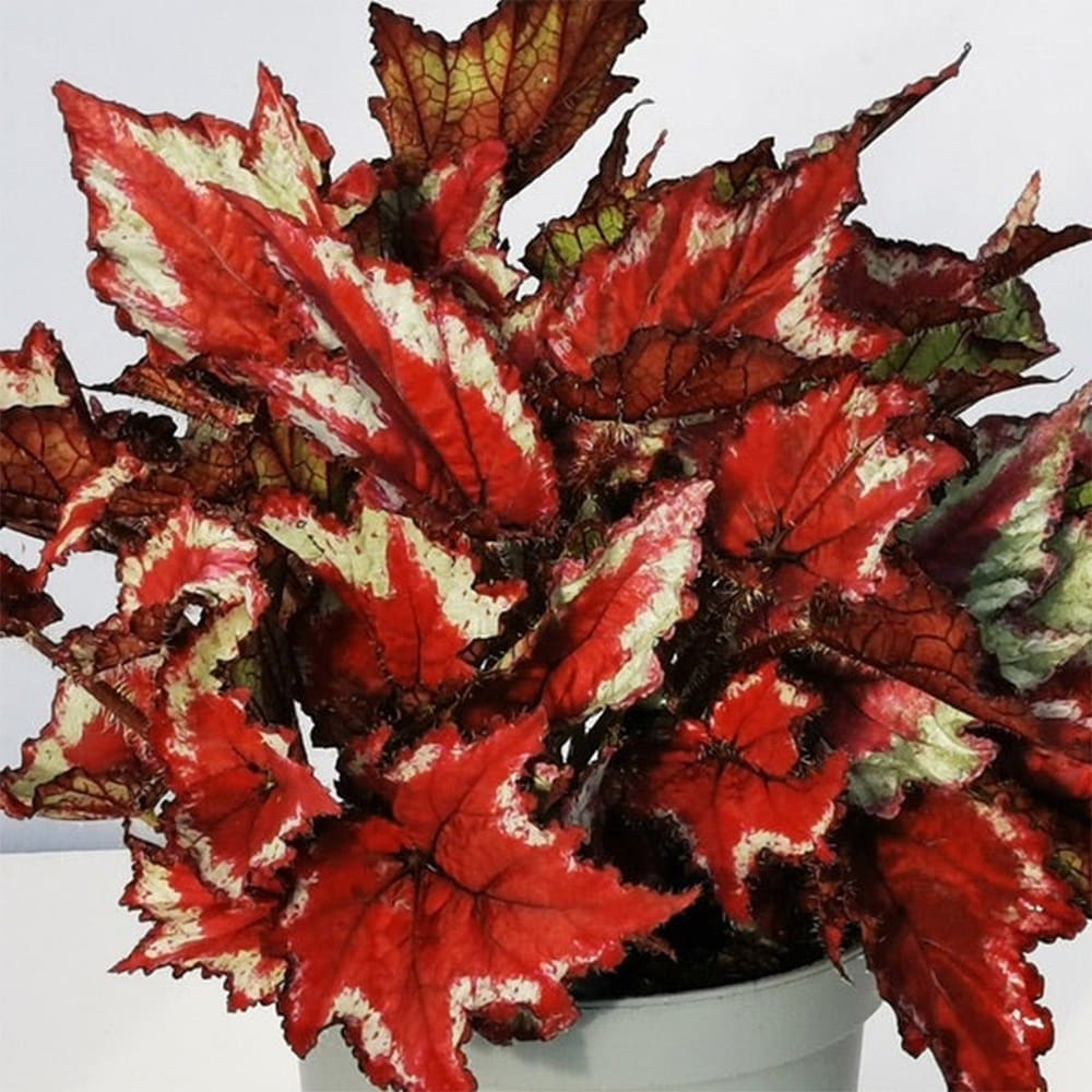 Product options image