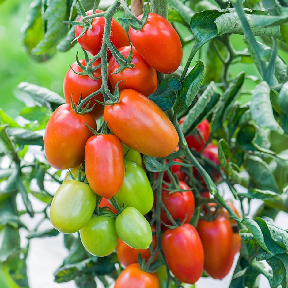 plum tomato or Solanum lycopersicum 'Nagina'