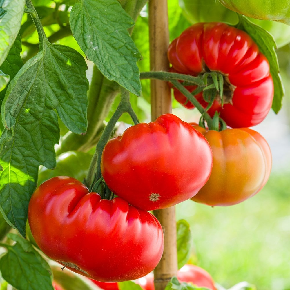 Product options image