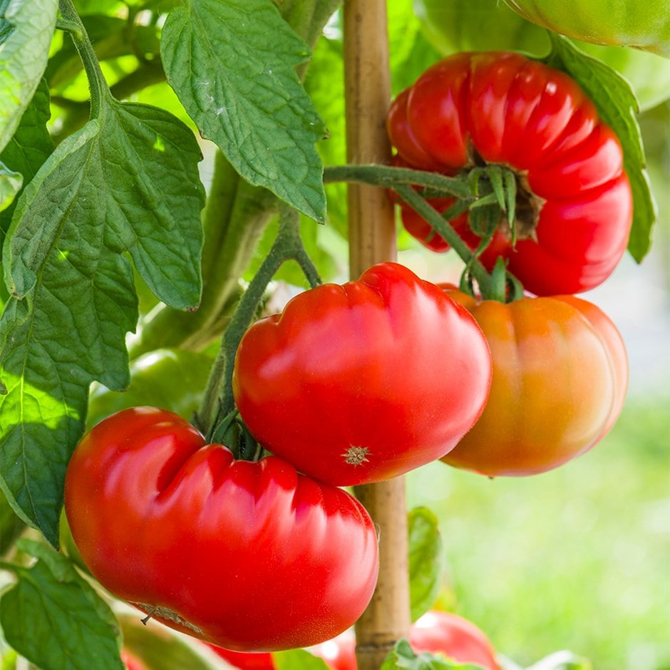marmande beefsteak tomato or Solanum lycopersicum 'Tomande' F1