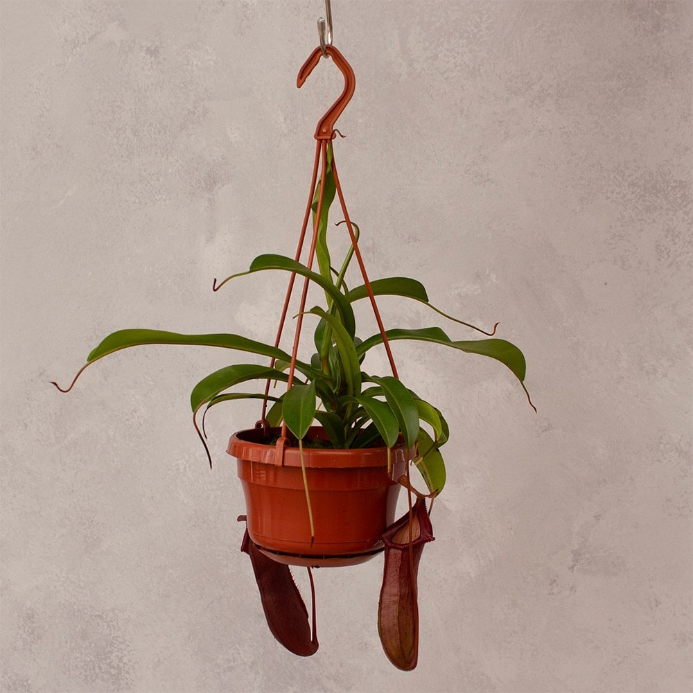 <i>Nepenthes</i> 'Bill'