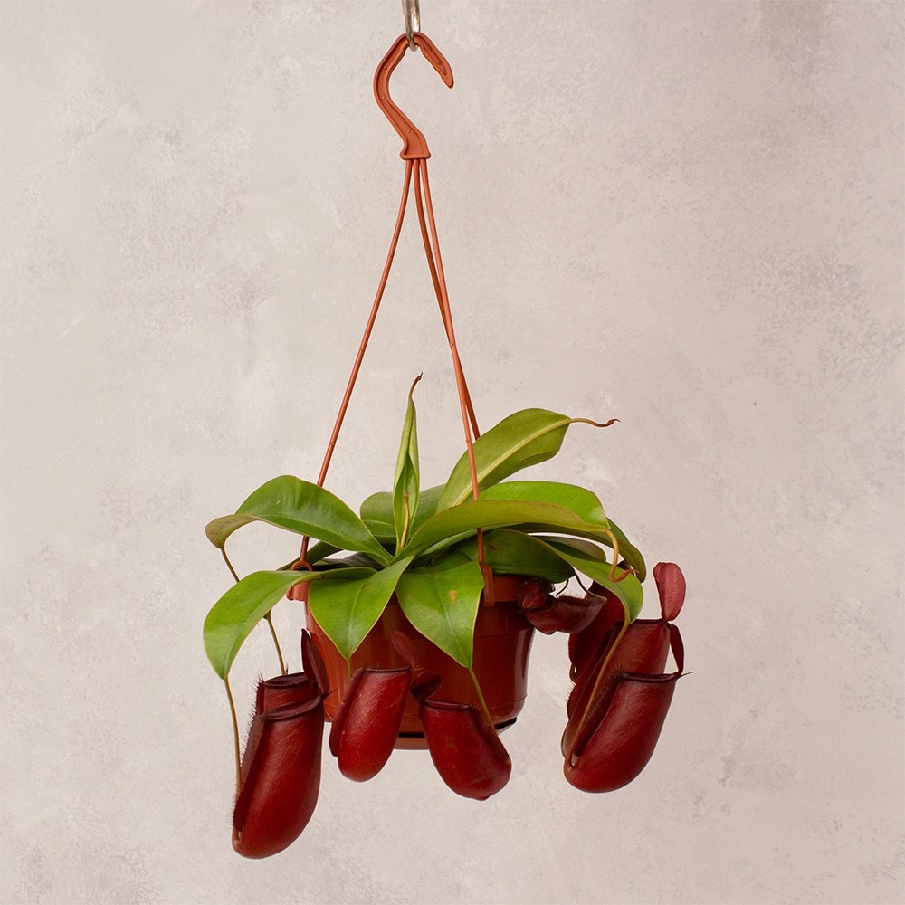 <i>Nepenthes</i> 'Diane'