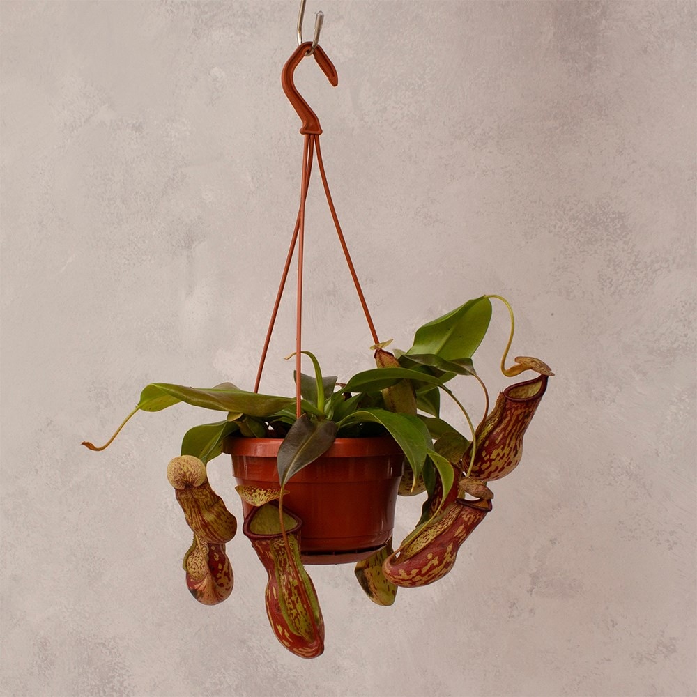 <i>Nepenthes</i> 'Gaya'