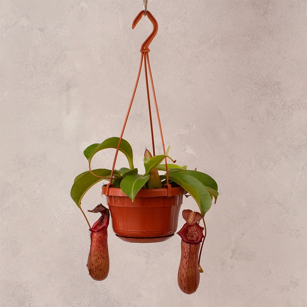 <i>Nepenthes</i> 'Rob'