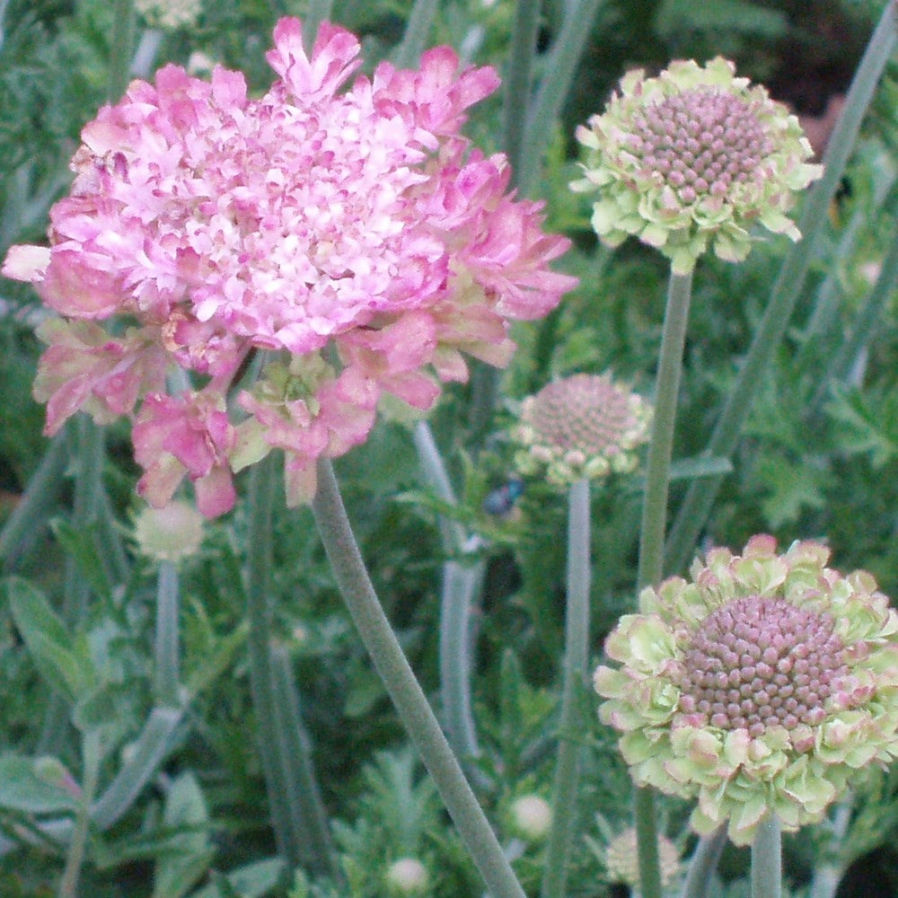 <i>Scabiosa</i> <b class=small-caps>Magic</b> ('Pmoore02')