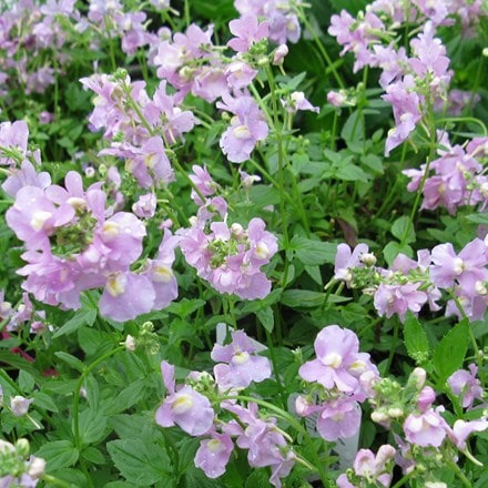 Nemesia denticulata
