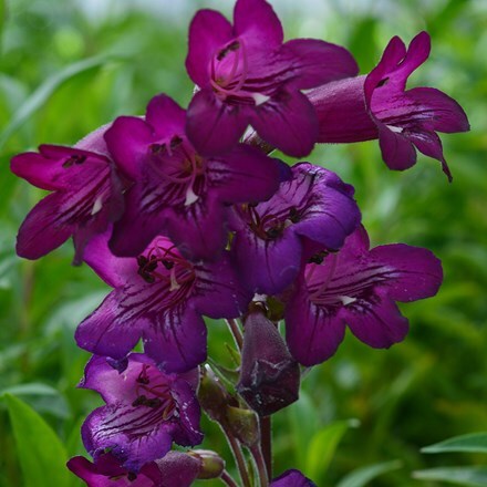 Penstemon Pensham Bilberry Ice