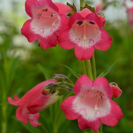 Penstemon Pensham Avonbelle