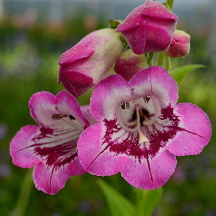 Penstemon Elmley