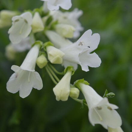 Penstemon Pensham Wedding Day