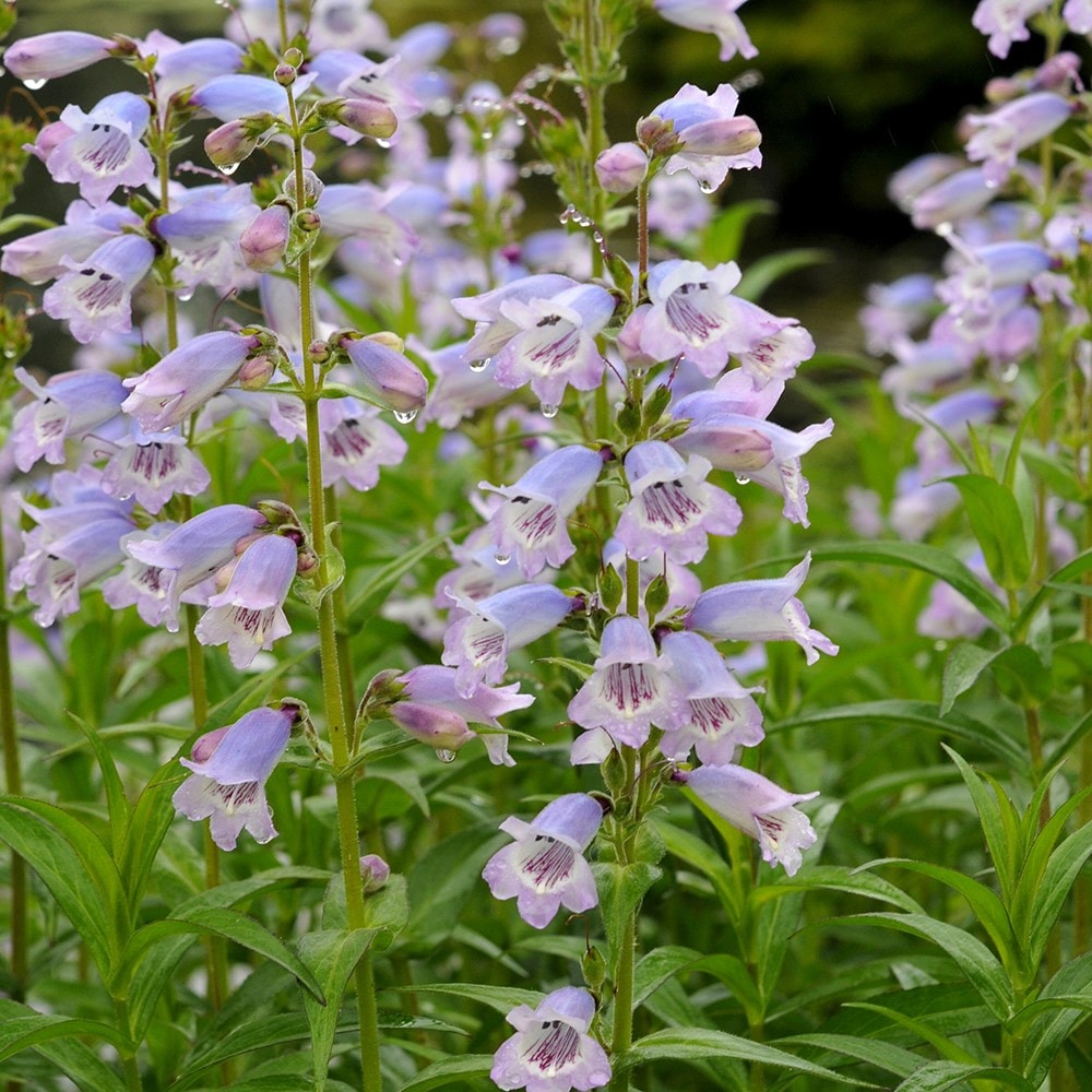 <i>Penstemon</i> 'Stapleford Gem'