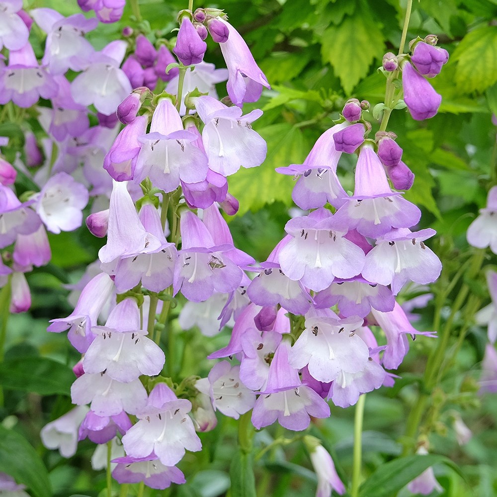 beard tongue (syn. Penstemon John Nash)