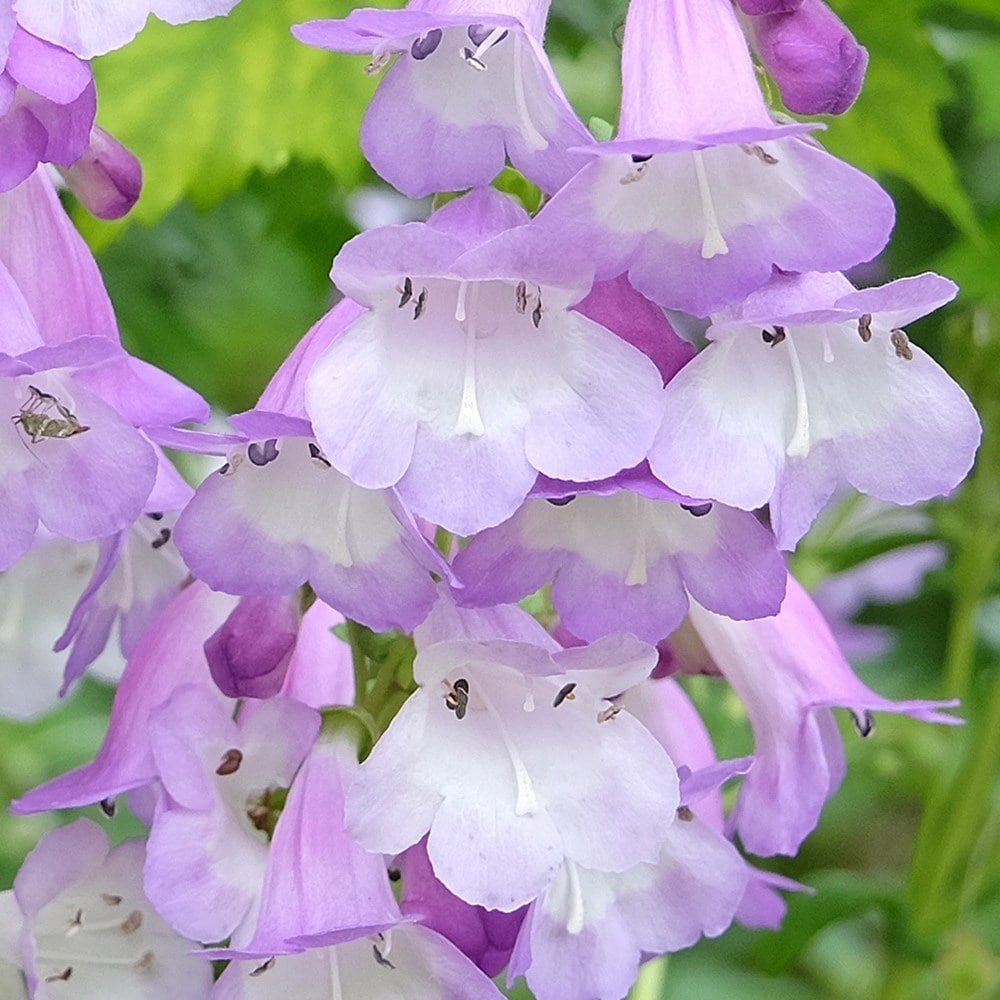 <i>Penstemon</i> 'Alice Hindley'