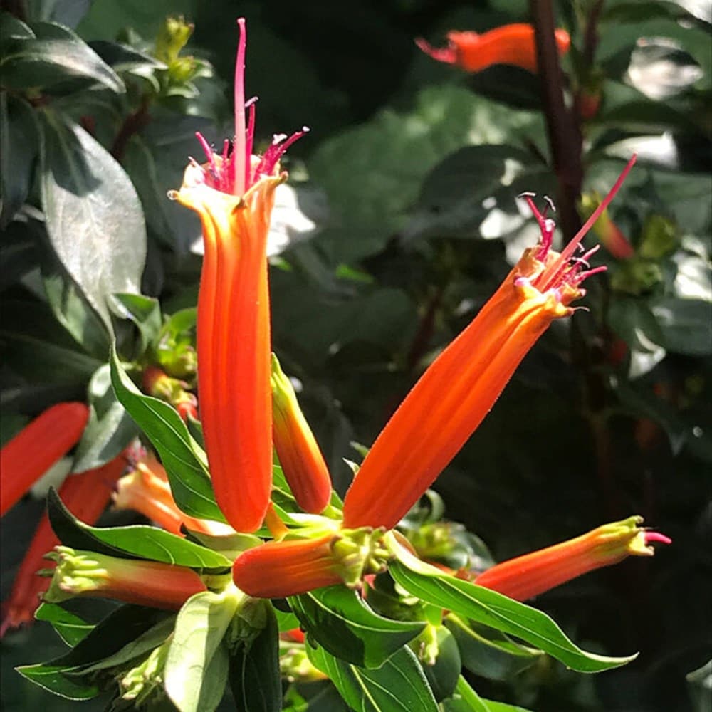 Product options image