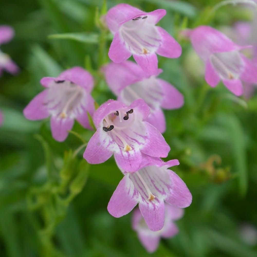 <i>Penstemon</i> 'Summertime Pink'