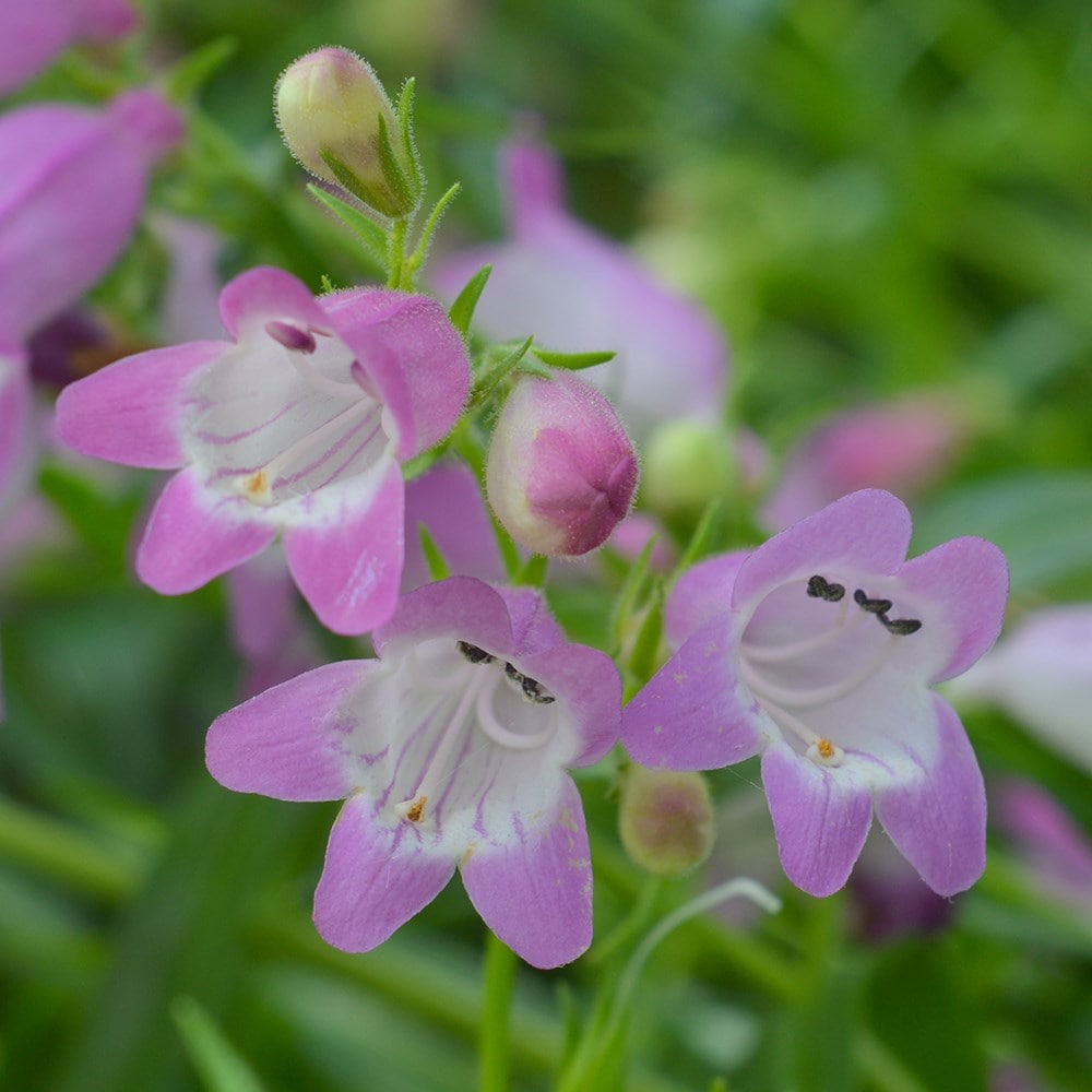 <i>Penstemon</i> 'Summertime Pink'