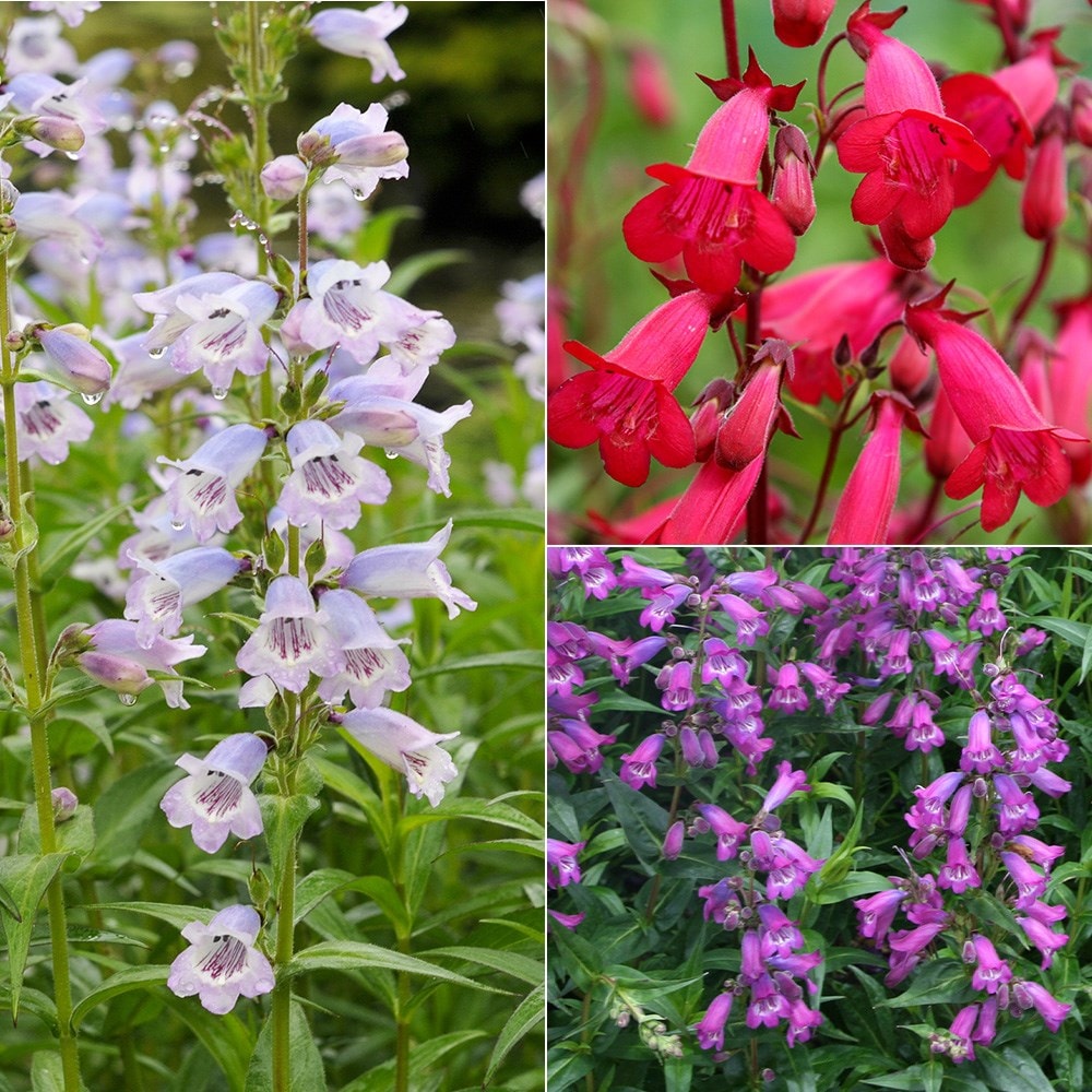 Product options image