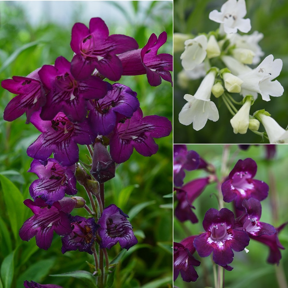 Pensham Penstemon collection