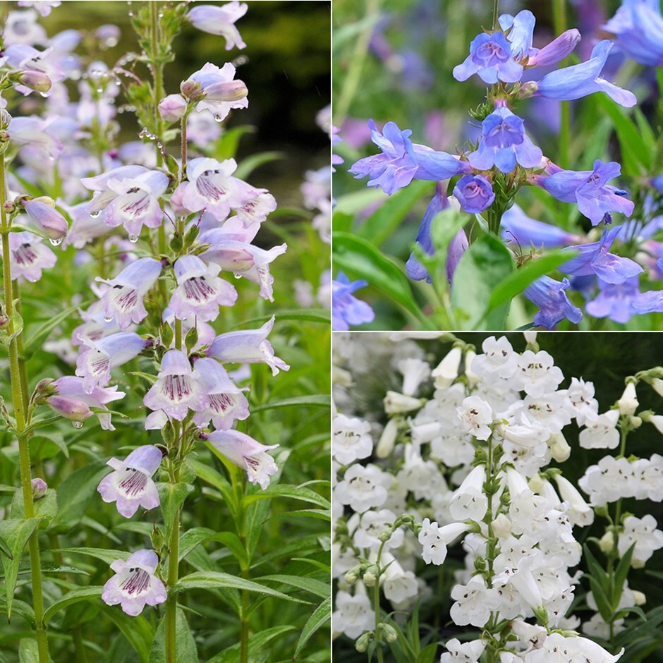 penstemon collection