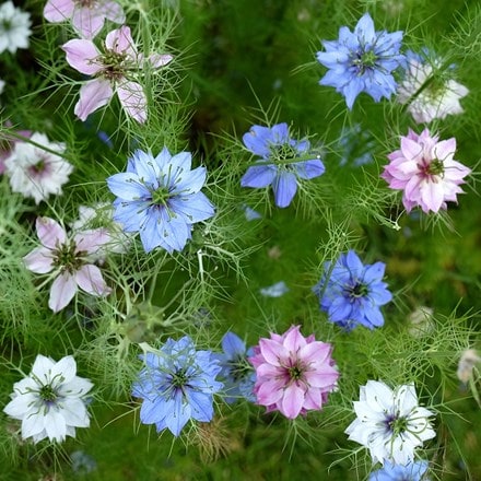 Nigella Persian Jewels