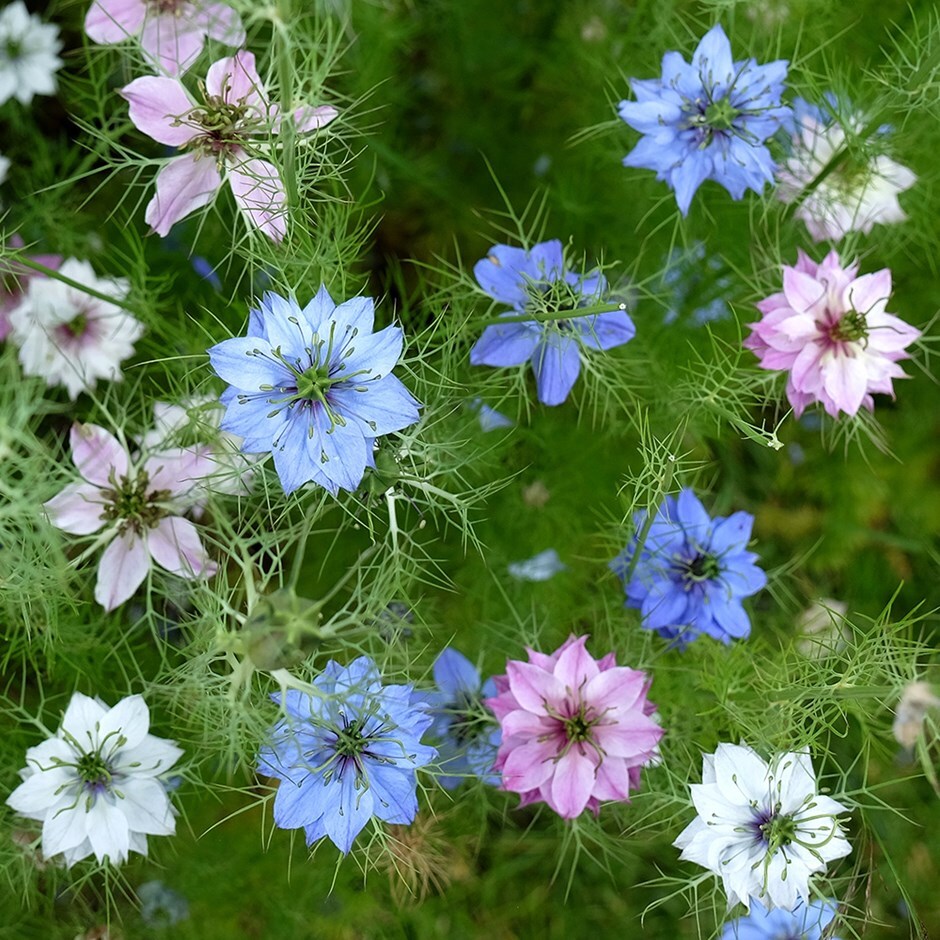 love-in-a-mist