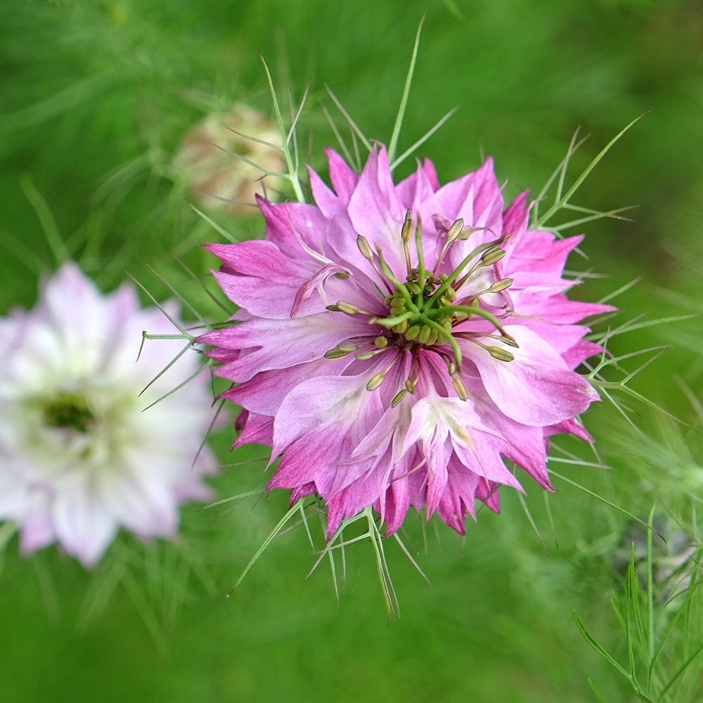 <i>Nigella</i> 'Persian Jewels'