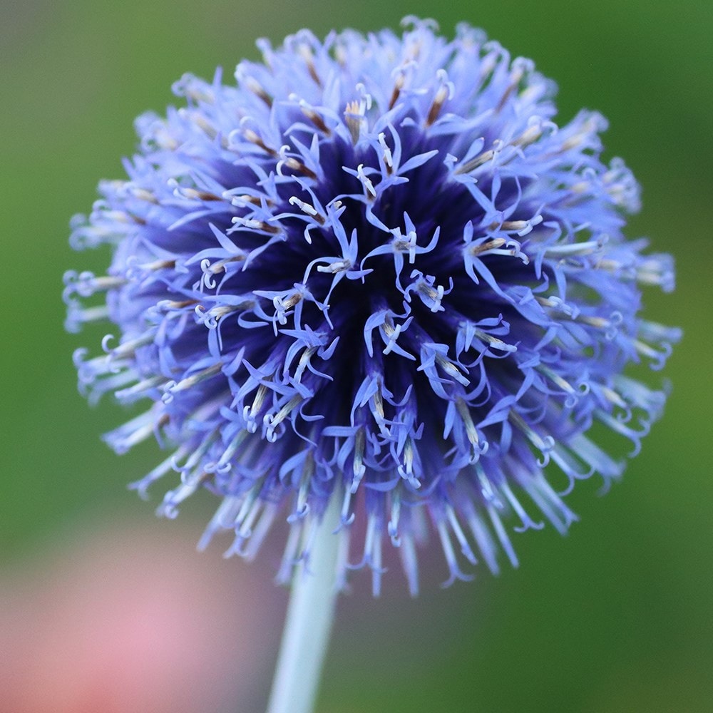 <i>Echinops ritro</i> 