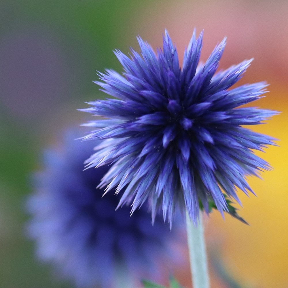 <i>Echinops ritro</i> 