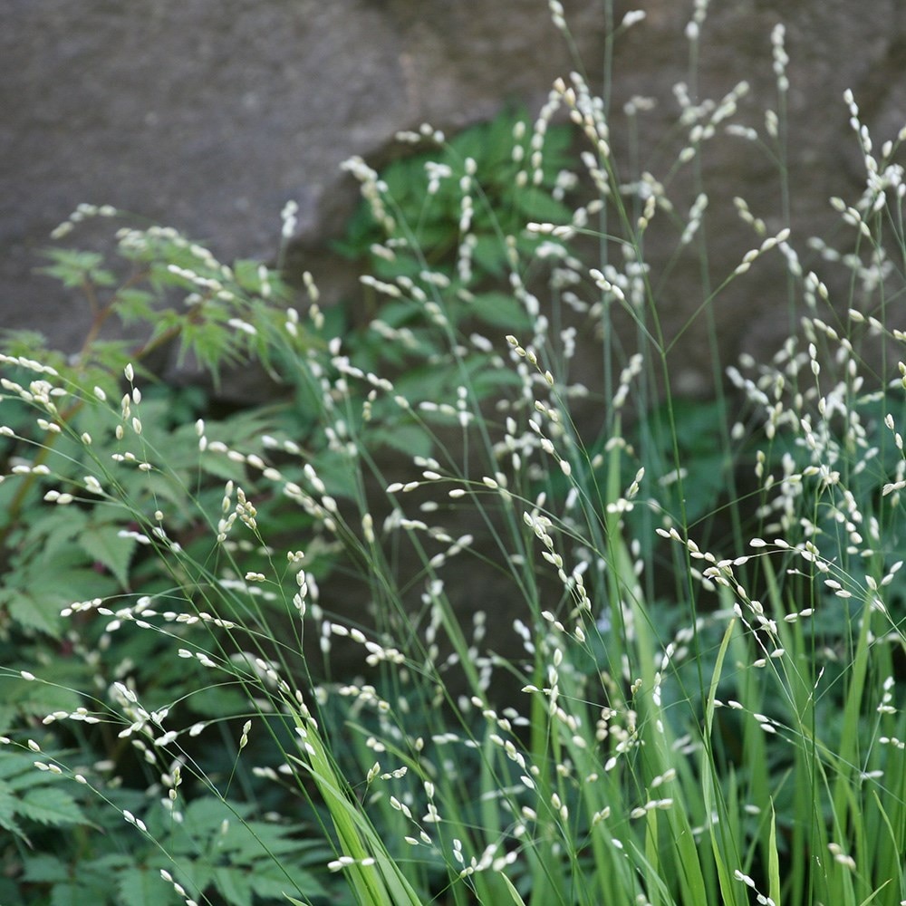 <i>Melica uniflora</i> f. <i>albida</i>