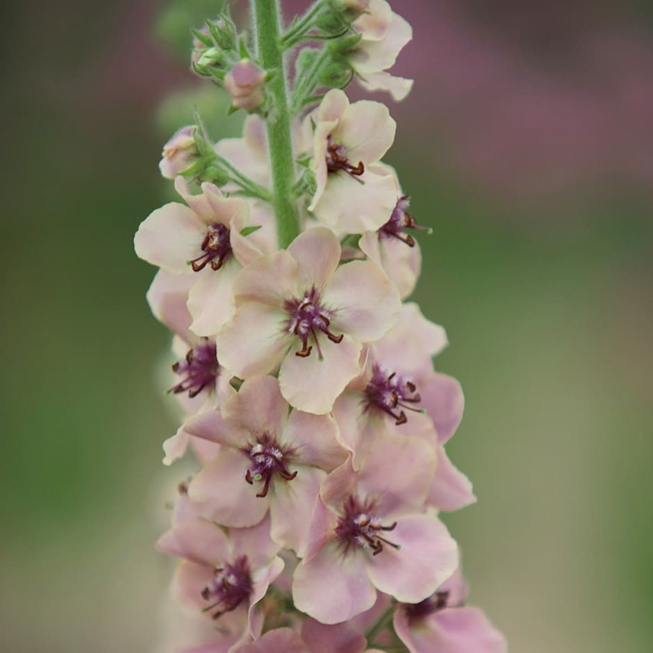mullein 'Southern Charm'