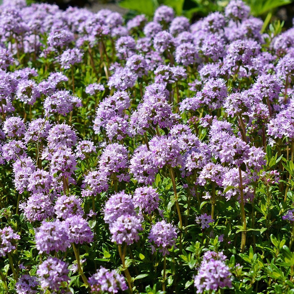 <i>Thymus serpyllum</i> 