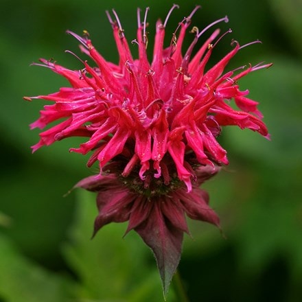 Monarda didyma
