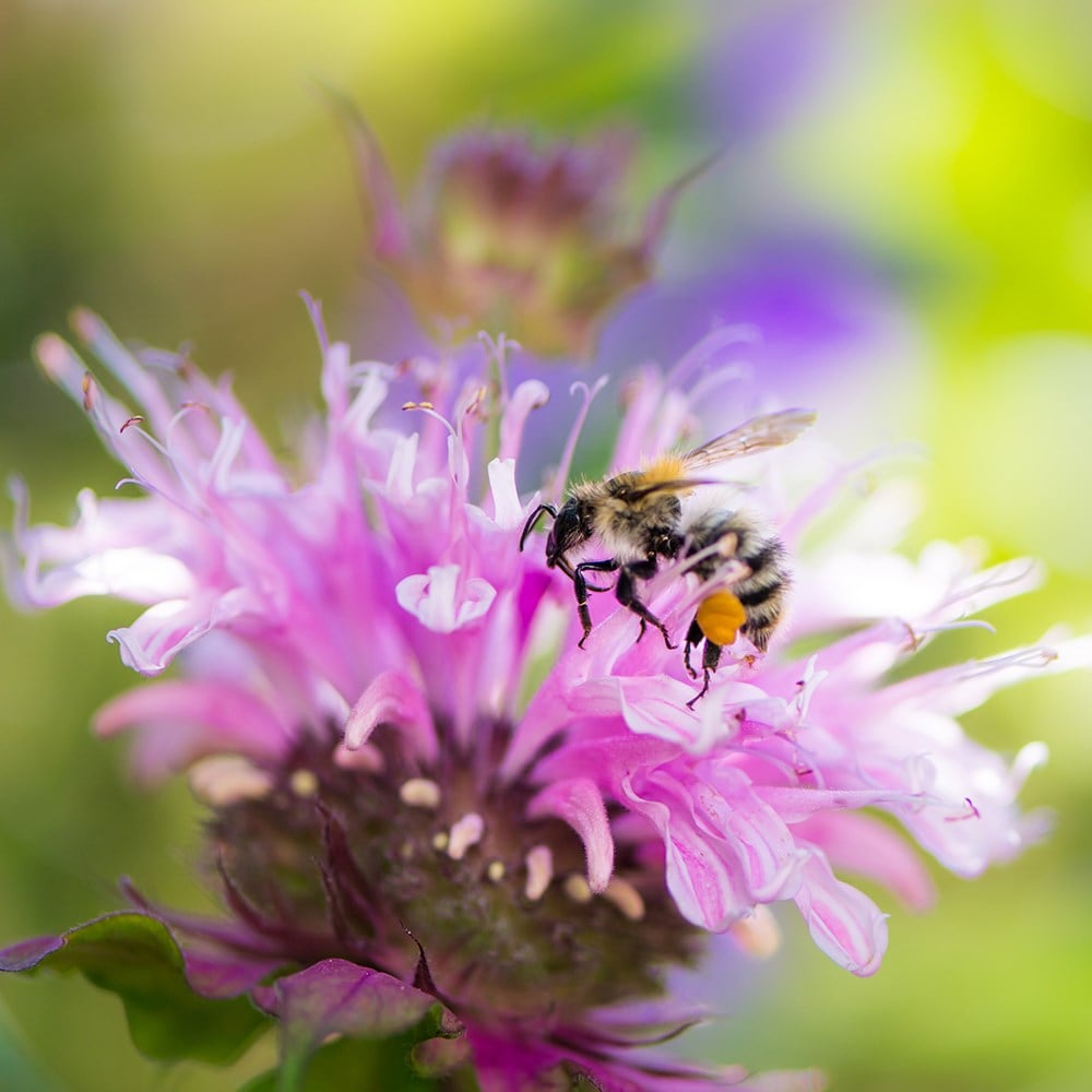 <i>Monarda didyma</i> 