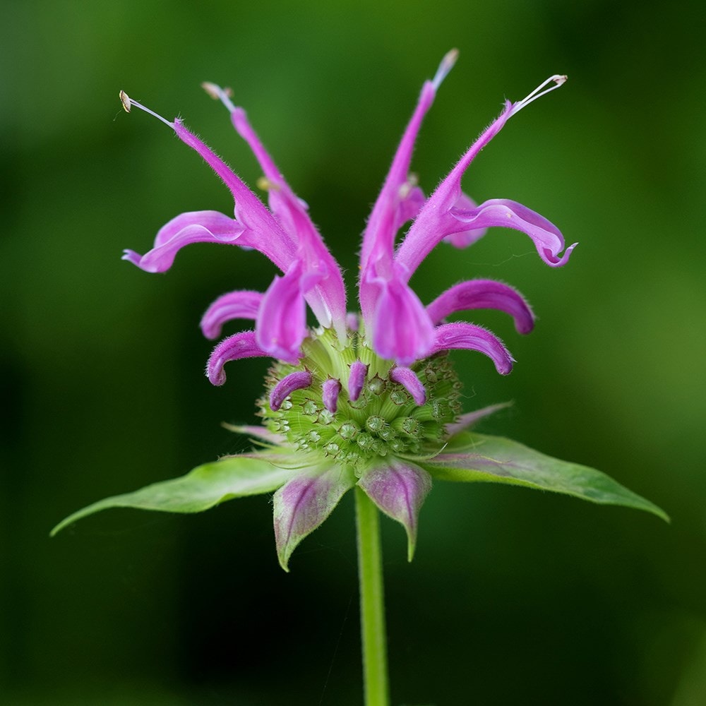 <i>Monarda didyma</i> 