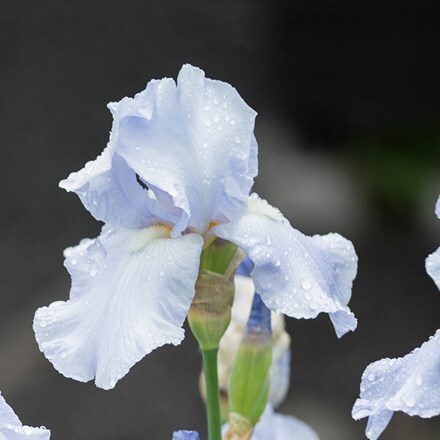 Iris Melbourne Hall Ghost