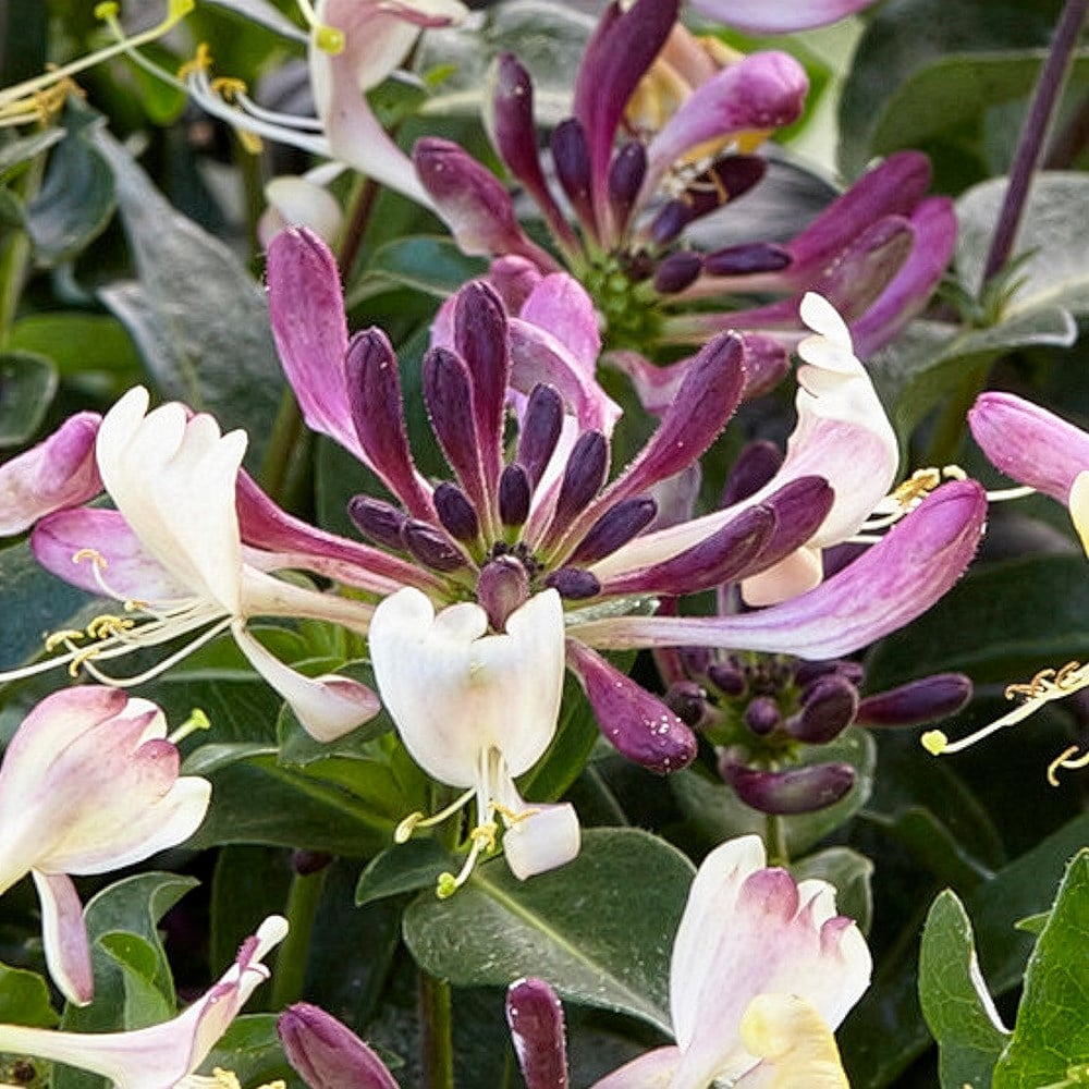 bush honeysuckle (syn. Lonicera Chic & Choc)
