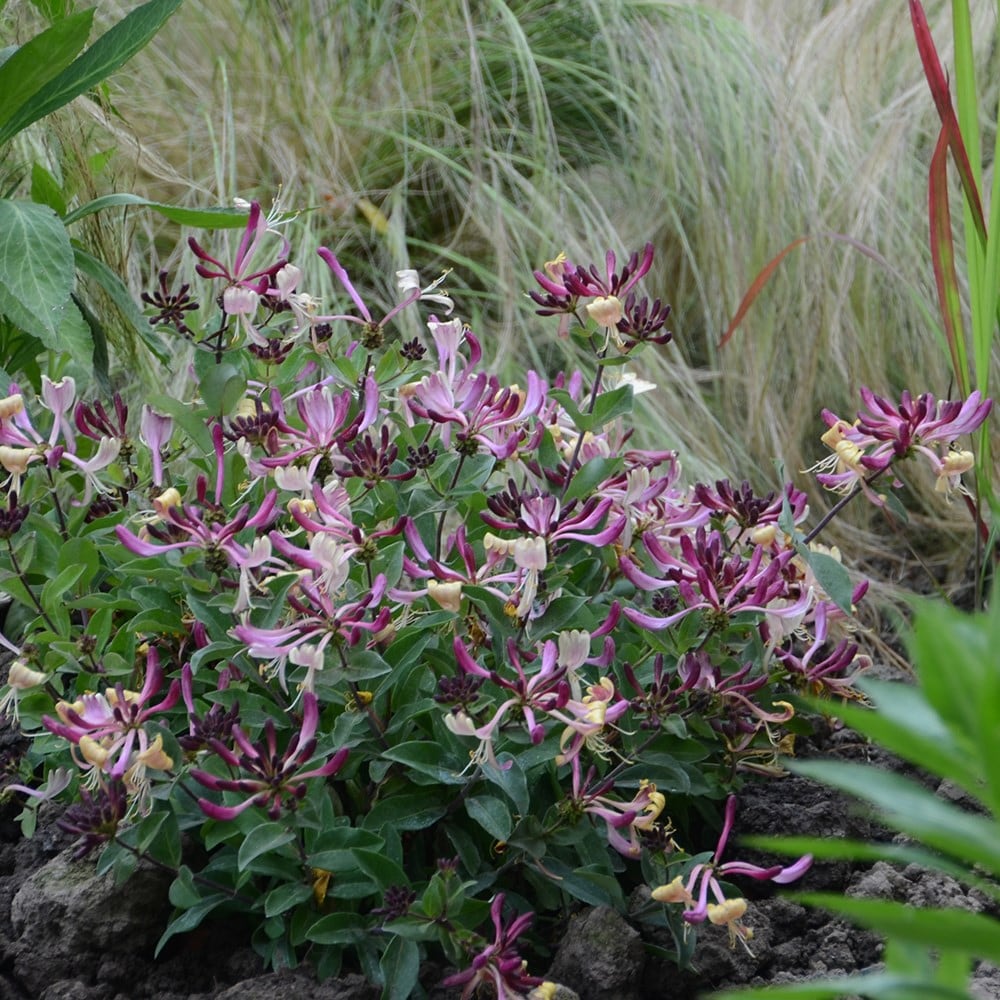 <i>Lonicera periclymenum</i> <b class=small-caps>Chic et Choc</b> ('Inov205') (PBR)