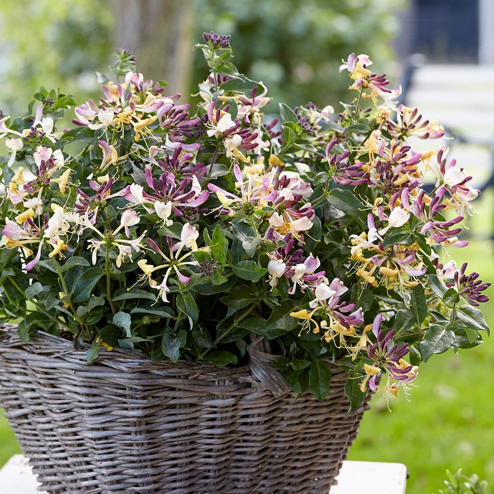 <i>Lonicera periclymenum</i> <b class=small-caps>Chic et Choc</b> ('Inov205') (PBR)