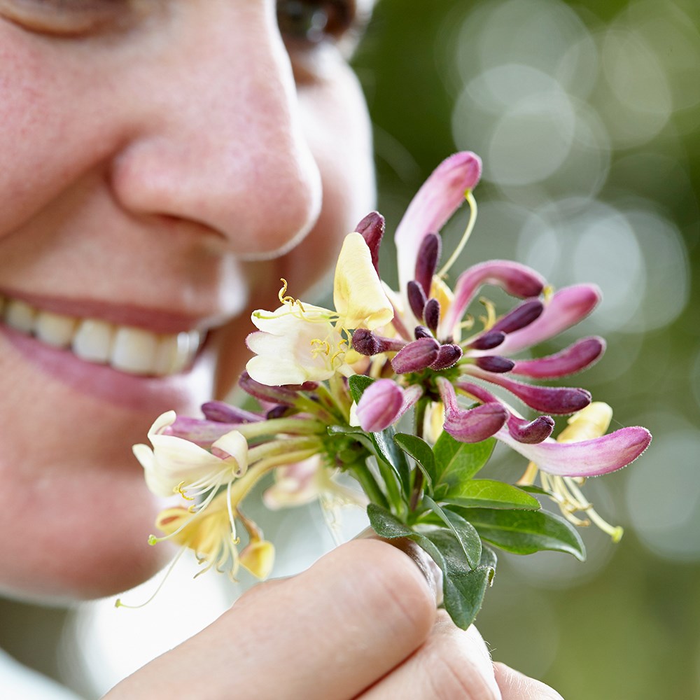 <i>Lonicera periclymenum</i> <b class=small-caps>Chic et Choc</b> ('Inov205') (PBR)