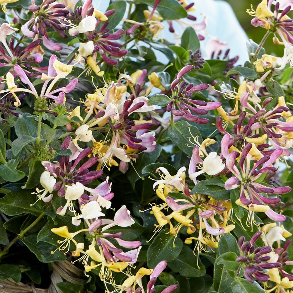 <i>Lonicera periclymenum</i> <b class=small-caps>Chic et Choc</b> ('Inov205') (PBR)