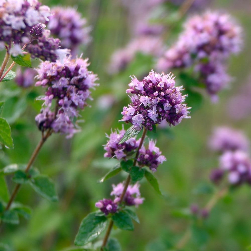 marjoram - wild marjoram