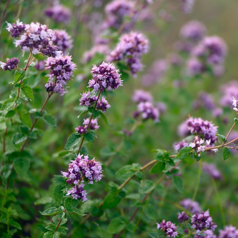 marjoram - wild marjoram