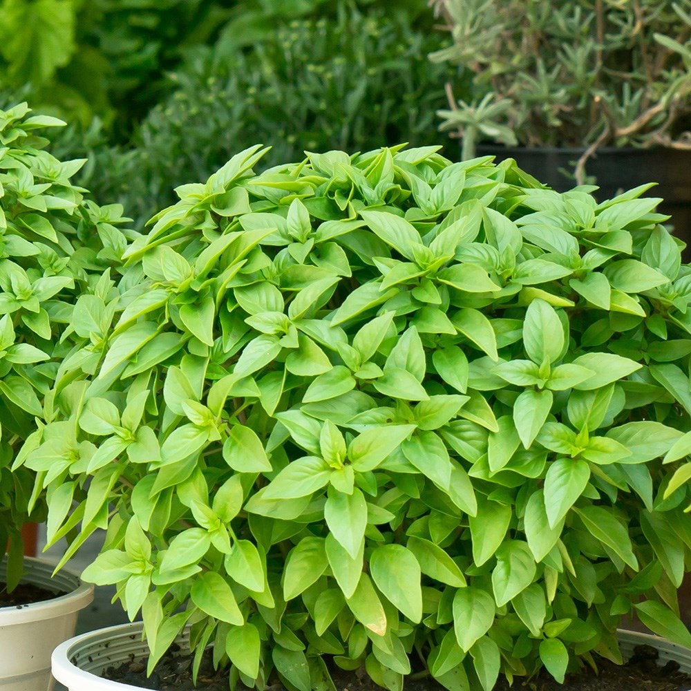 Product options image