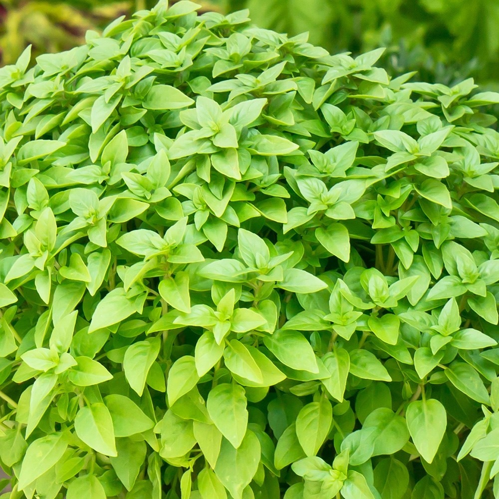 basil 'Greek'