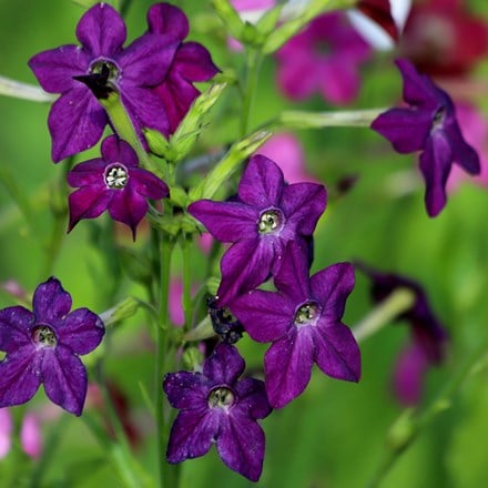 Nicotiana × sanderae Perfume Deep Purple (Perfume Series)